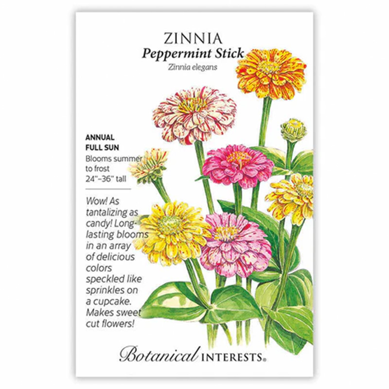 Zinnia Peppermint Stick