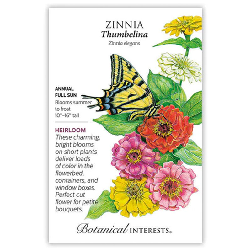 Zinnia Thumbelina