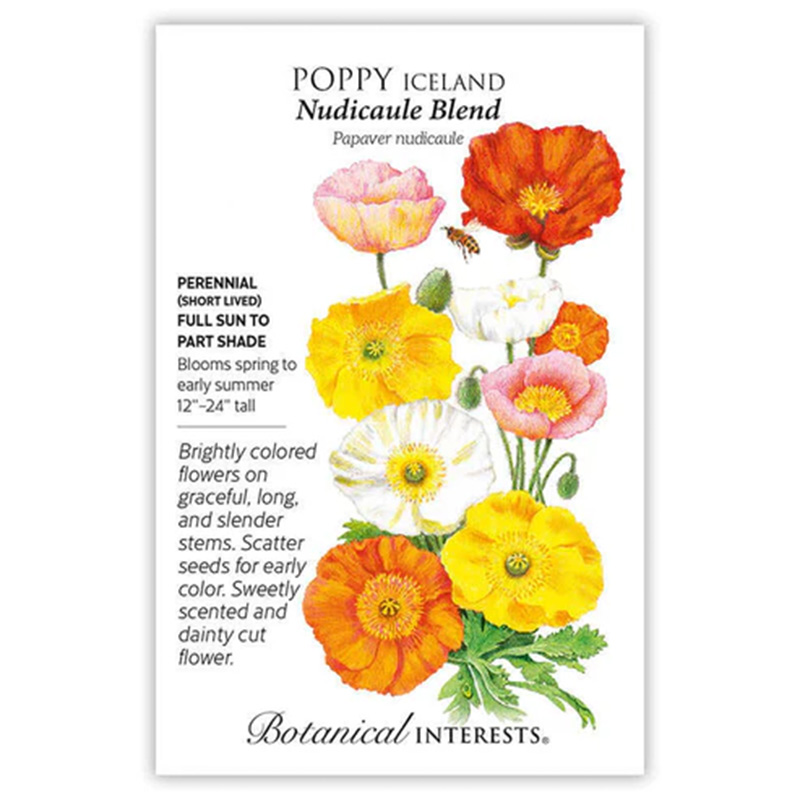 Poppy Iceland Nudicaule Blend