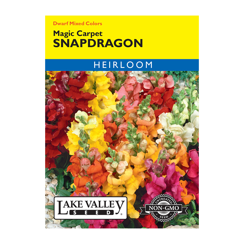 SNAPDRAGON MAGIC CARPET DWARF