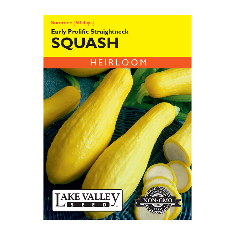 SQUASH SUMMER EARLY PROLIFIC