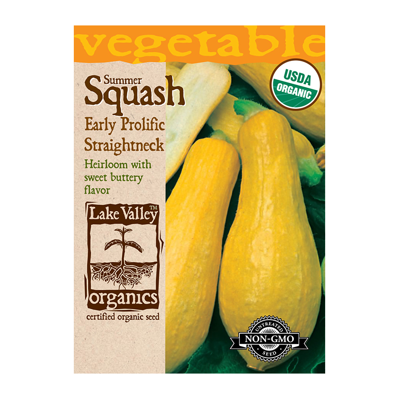 ORGANIC SQUASH SUMMER EARLY