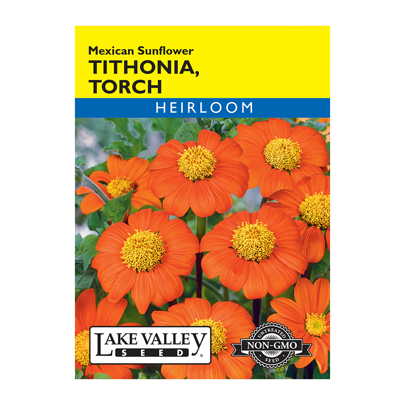 TITHONIA TORCH