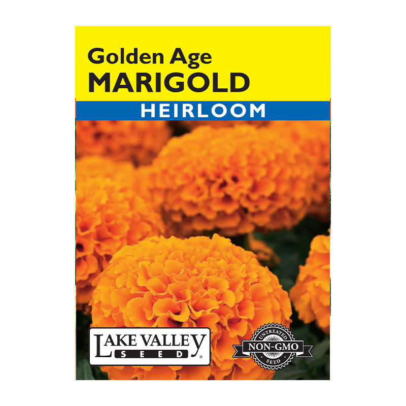 Marigold Golden Age Light