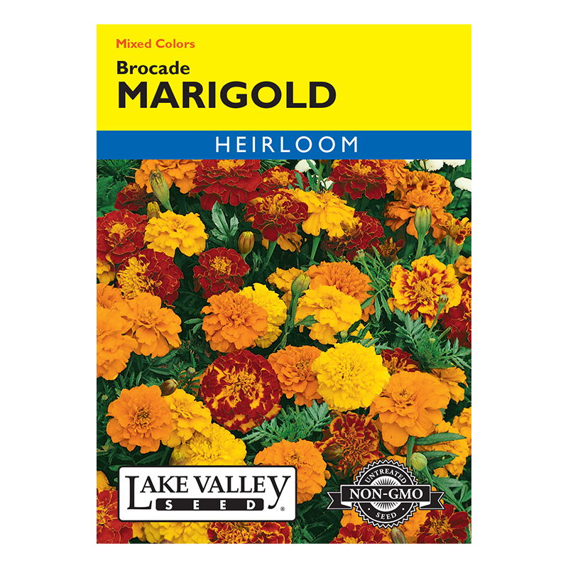 MARIGOLD BROCADE MIXED COL