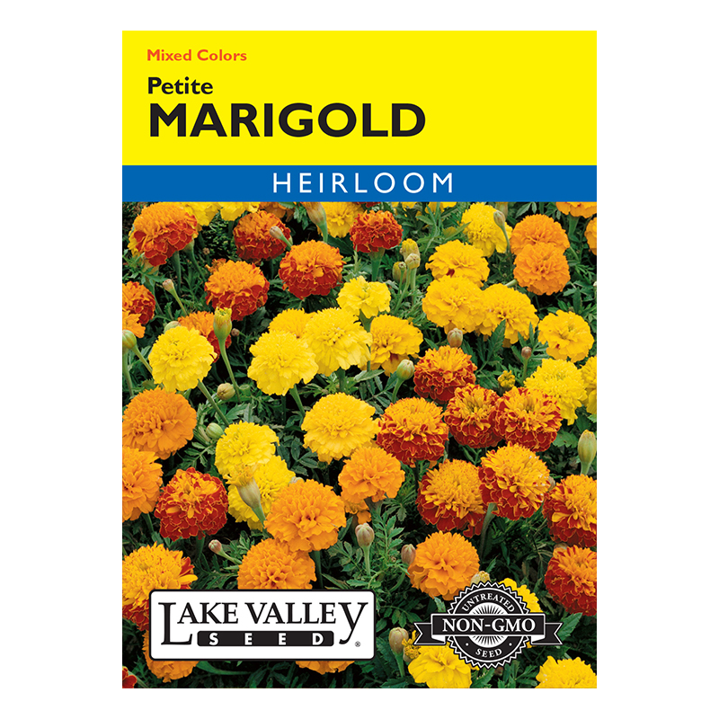 MARIGOLD PETITE MIXED COL