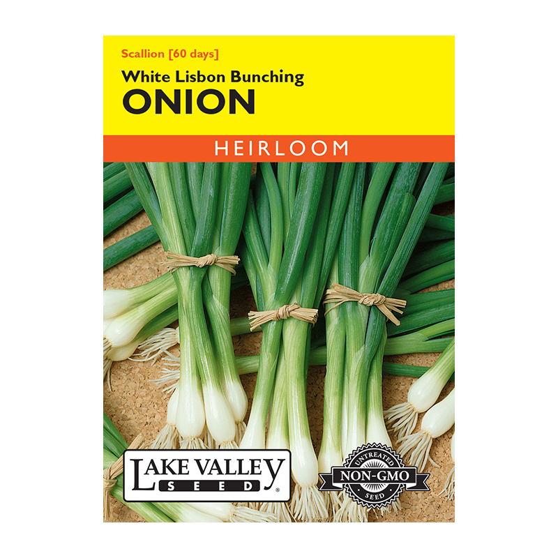 ONION WHITE LISBON BUNCHING