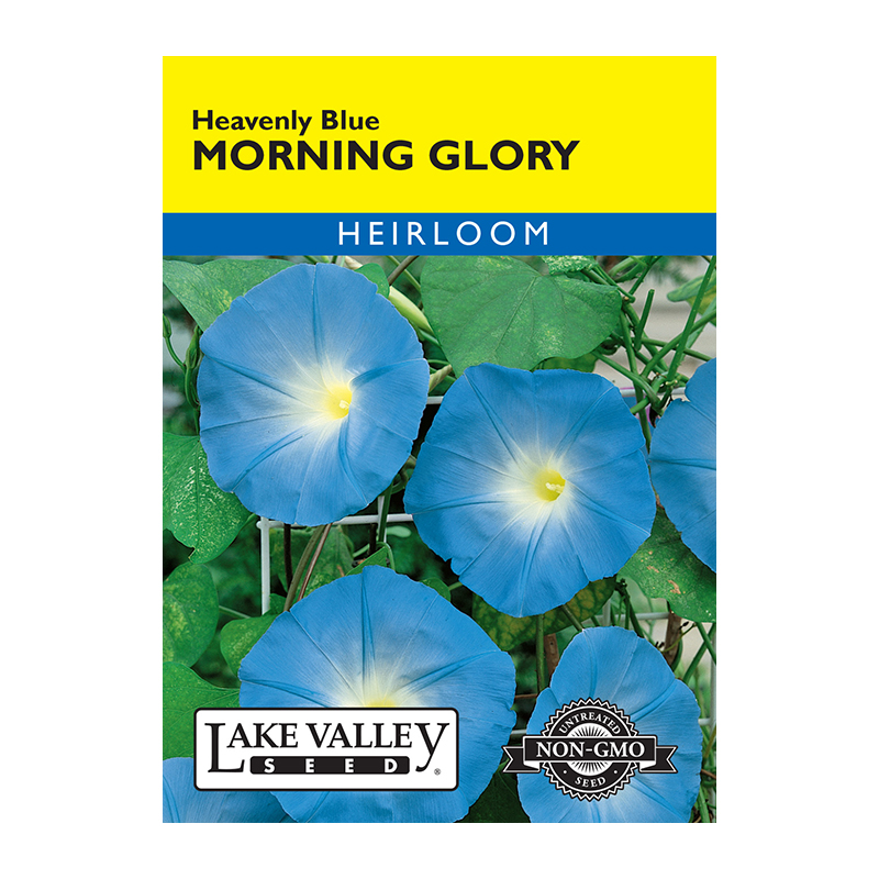 MORNING GLORY HEAVENLY BLUE