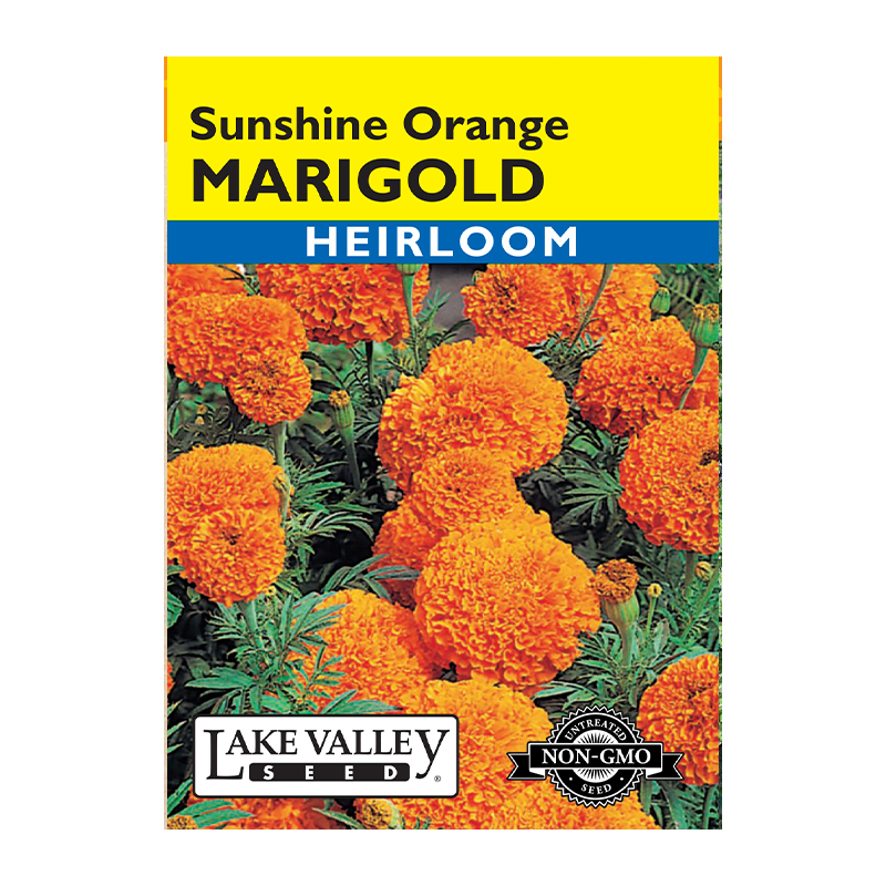 Marigold Sunshine Orange