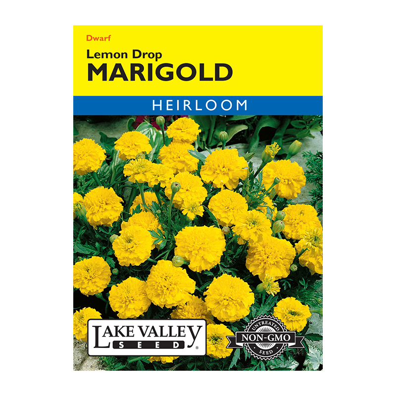 MARIGOLD LEMON DROP  HEIRLOOM