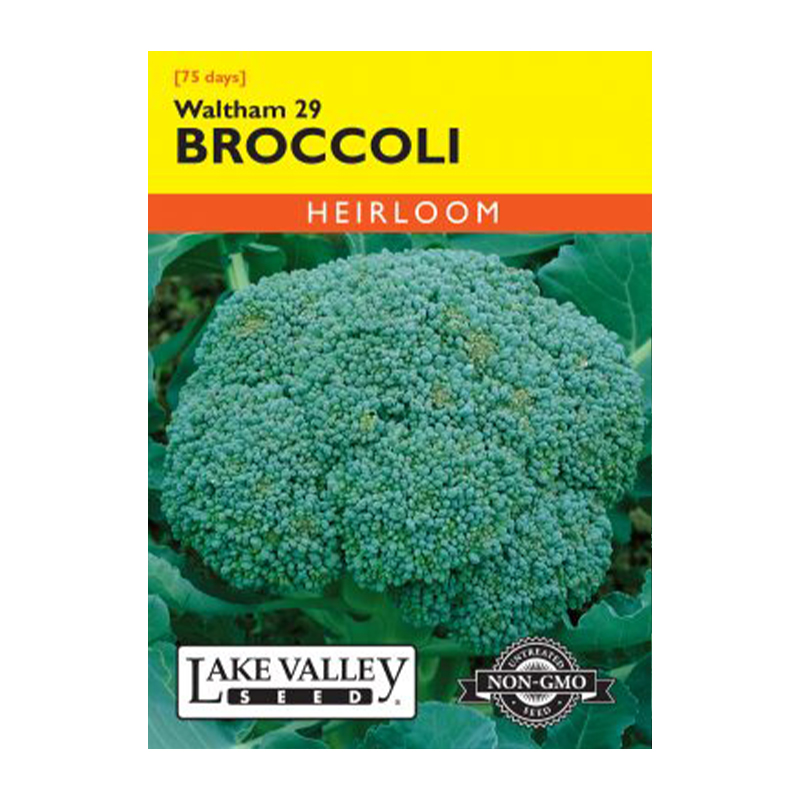 BROCCOLI WALTHAM 29  HEIRLOOM