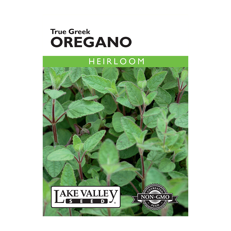 OREGANO TRUE GREEK  HEIRLOOM