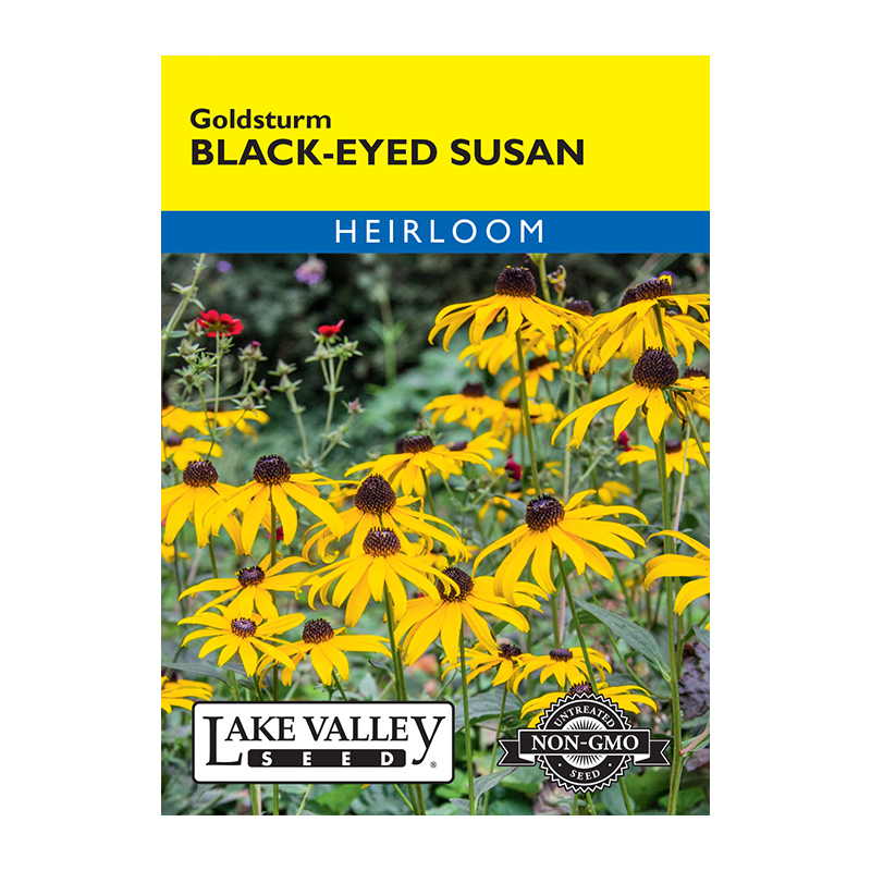 BLACK EYED SUSAN GOLDSTURM