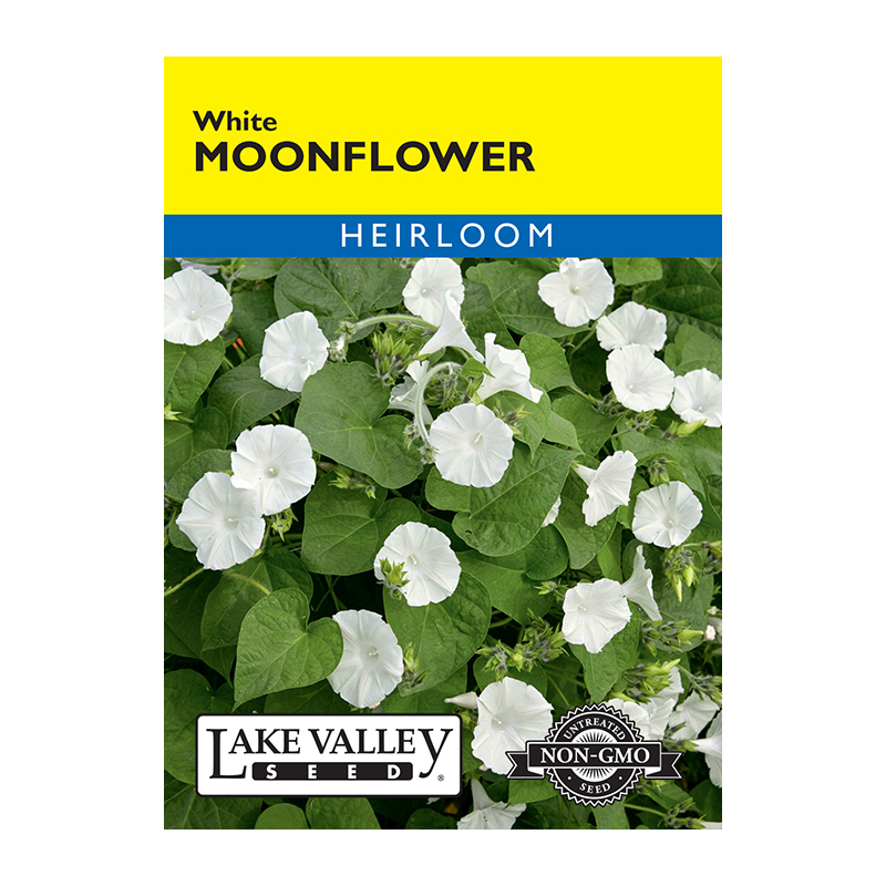 MOONFLOWER WHITE   HEIRLOOM