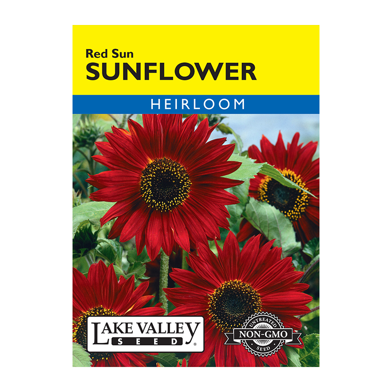 Sunflower Red Sun Heirloom