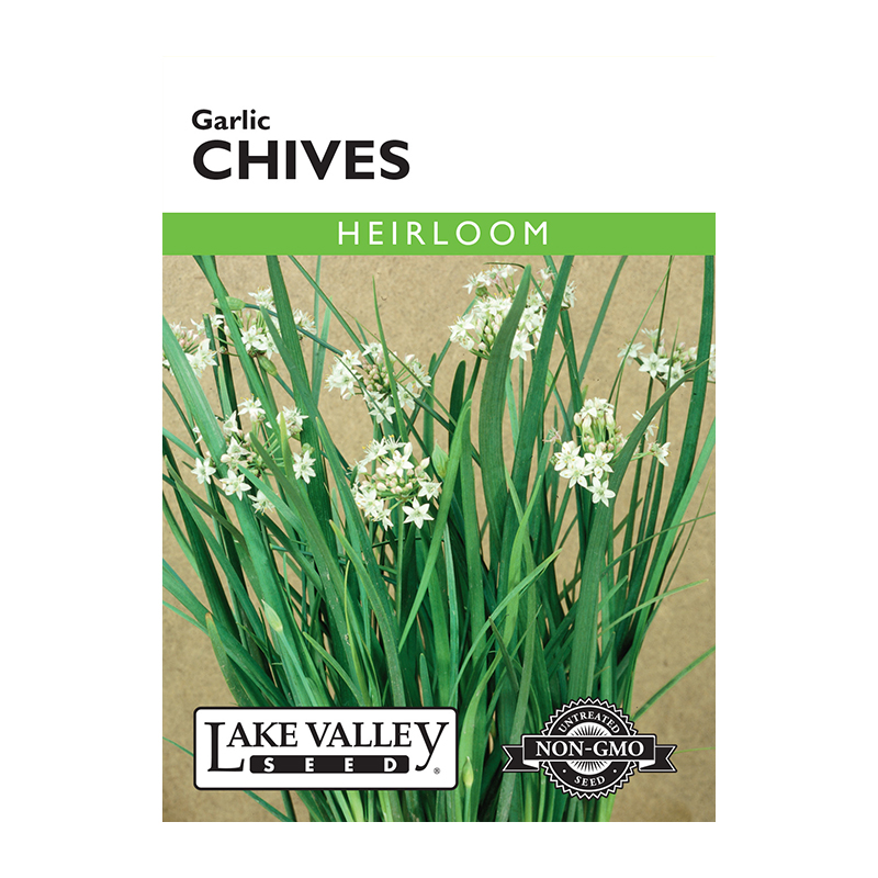 CHIVES GARLIC  HEIRLOOM