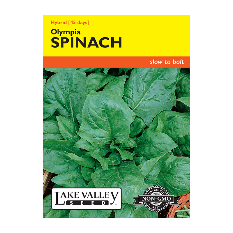 SPINACH OLYMPIA HYBRID