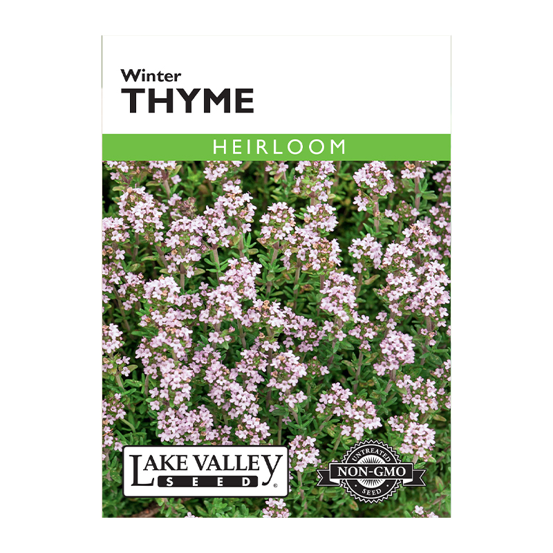 THYME WINTER HEIRLOOM