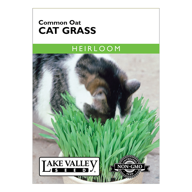 CAT GRASS  HEIRLOOM