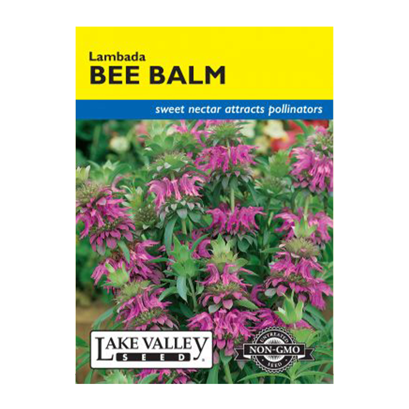 Bee Balm Lambada