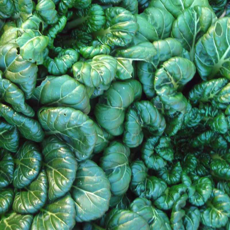 Tatsoi