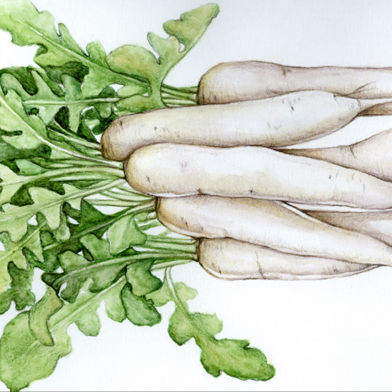 Daikon Miyashige White