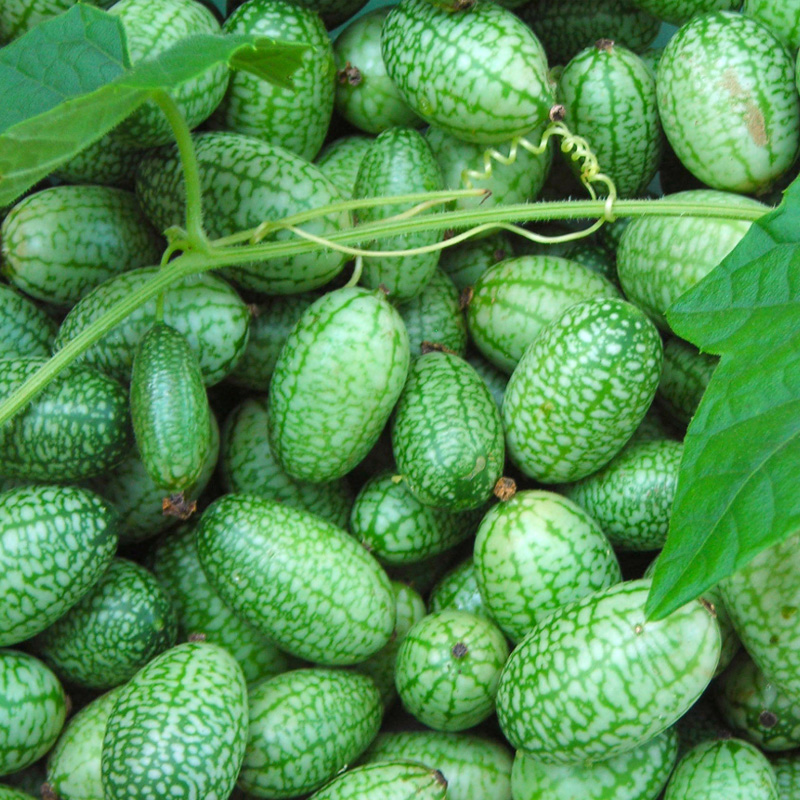 Mexican Sour Gherkin