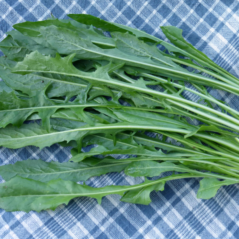 Chicory Catalogna