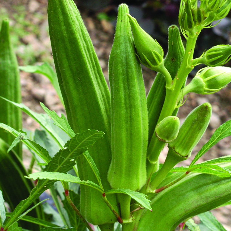 Cajun Jewel