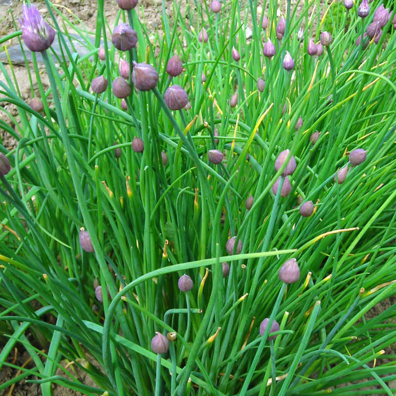 Chives