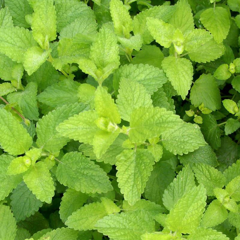 Lemon Balm