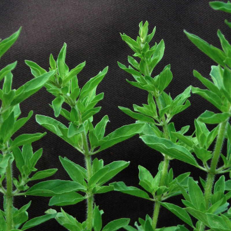 Oregano Greek