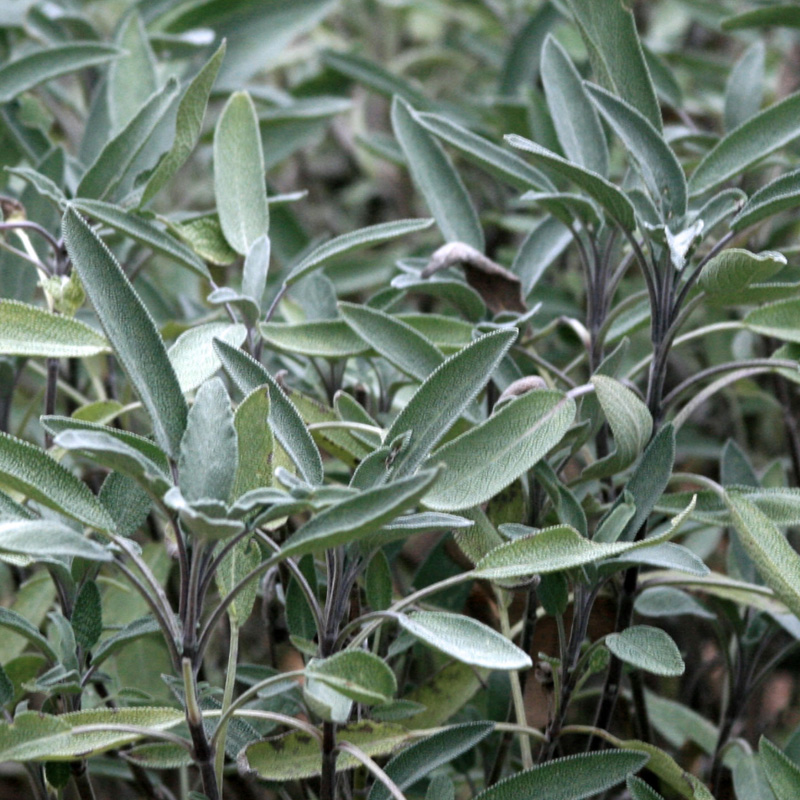 Sage Common