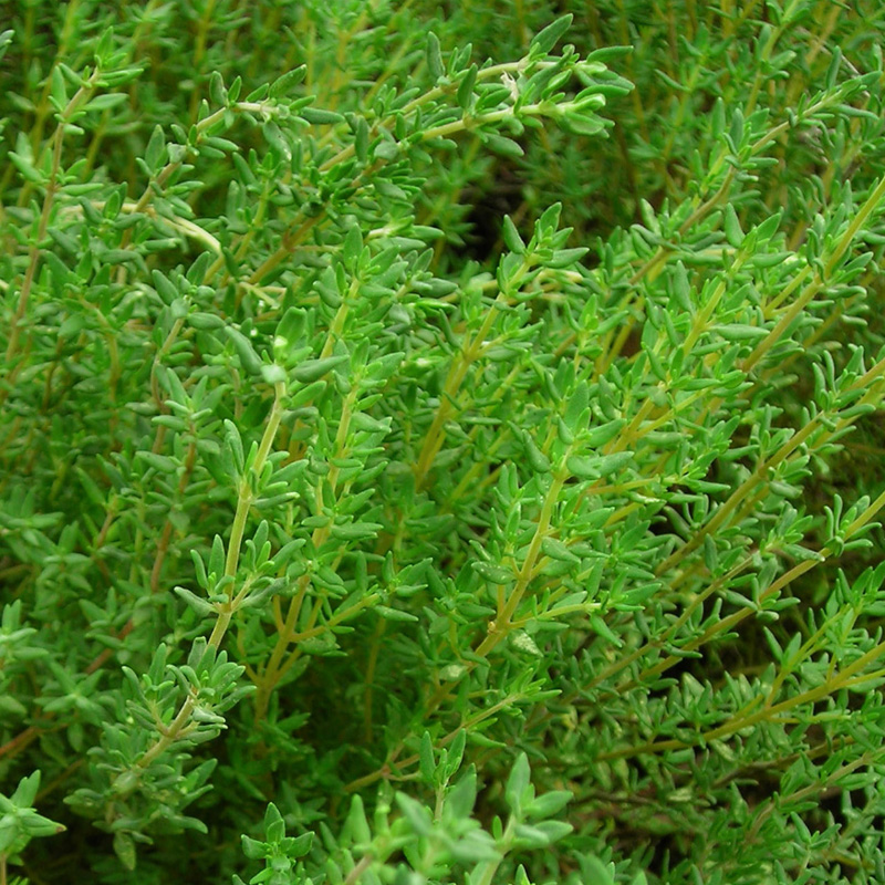 Thyme German Winter