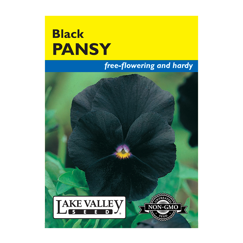 Pansy Black