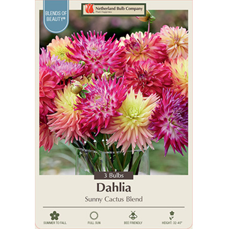 DAHLIA SUNNY CACTUS BLEND