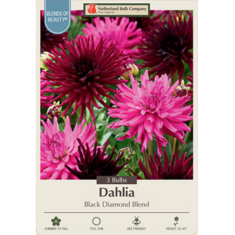 DAHLIA BLACK DIAMOND BLEND