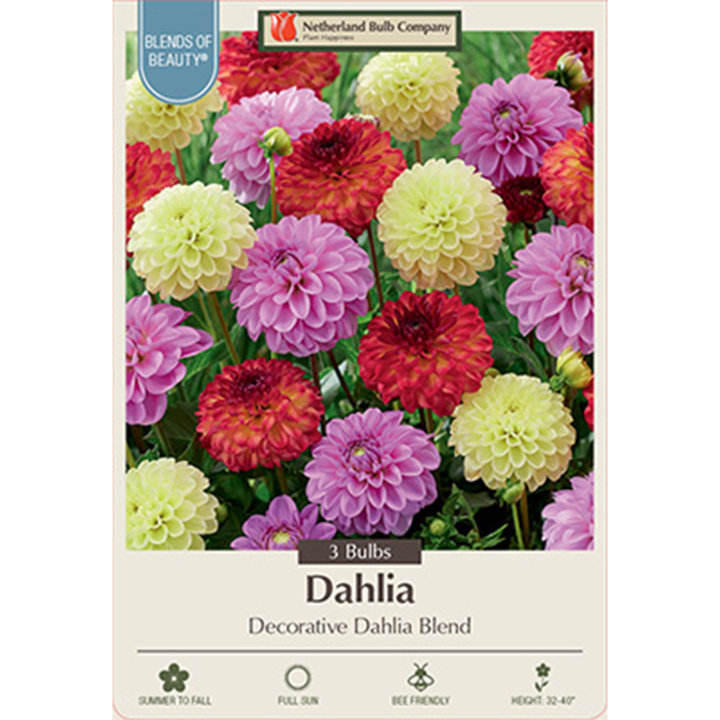 DAHLIA DECORATIVE BLEND