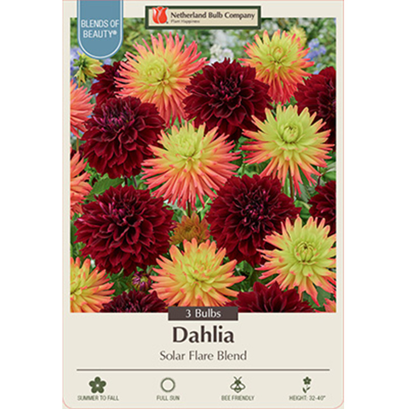 DAHLIA SOLAR FLARE BLEND