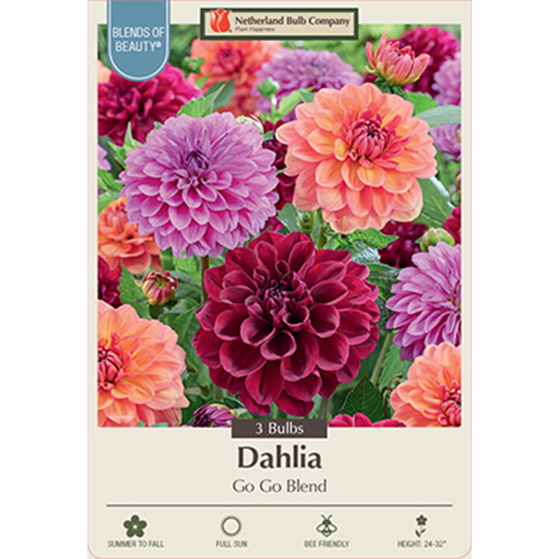 DAHLIA GO GO BLEND