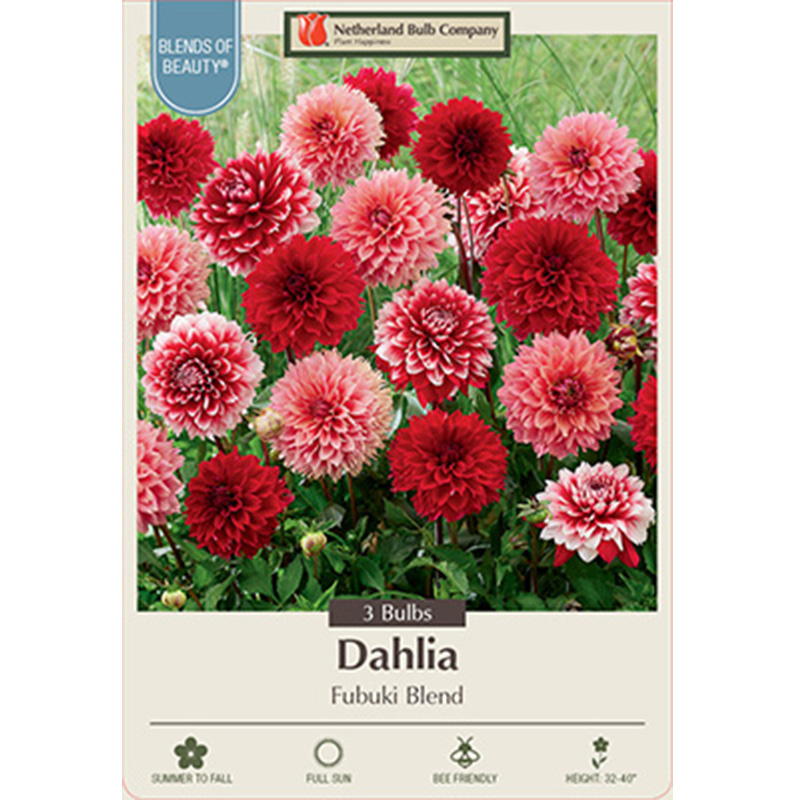 DAHLIA FUBUKI BLEND