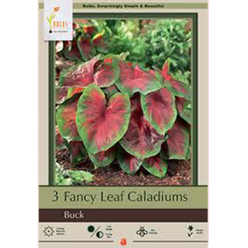 CALADIUM BUCK