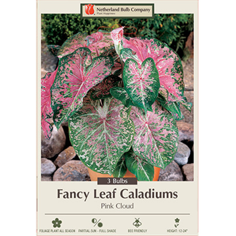 CALADIUM PINK CLOUD