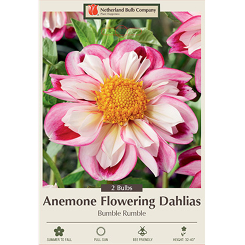 DAHLIA BUMBLE RUMBLE