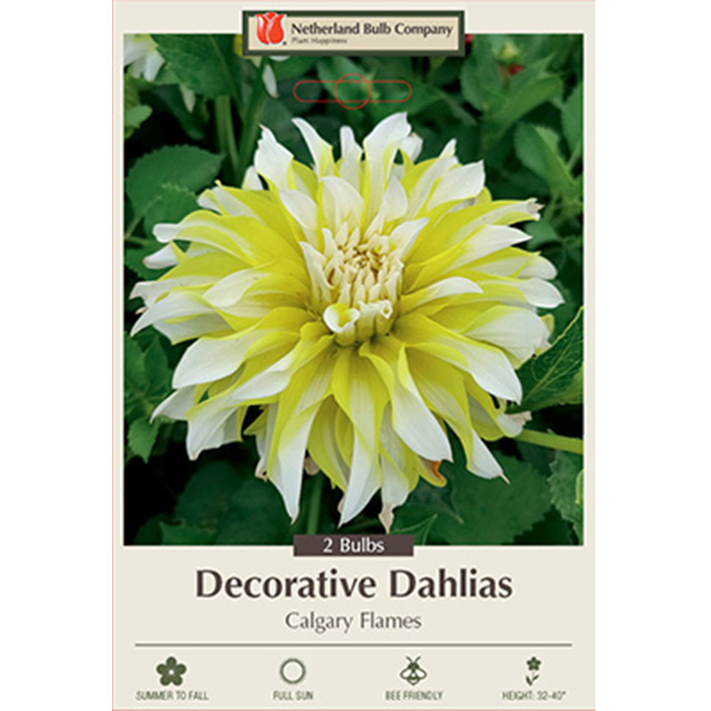 DAHLIA CALGARY FLAMES