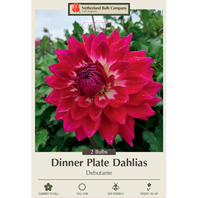 DAHLIA DEBUTANTE