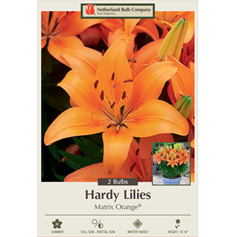 LILY ASIATIC MATRIX ORANGE