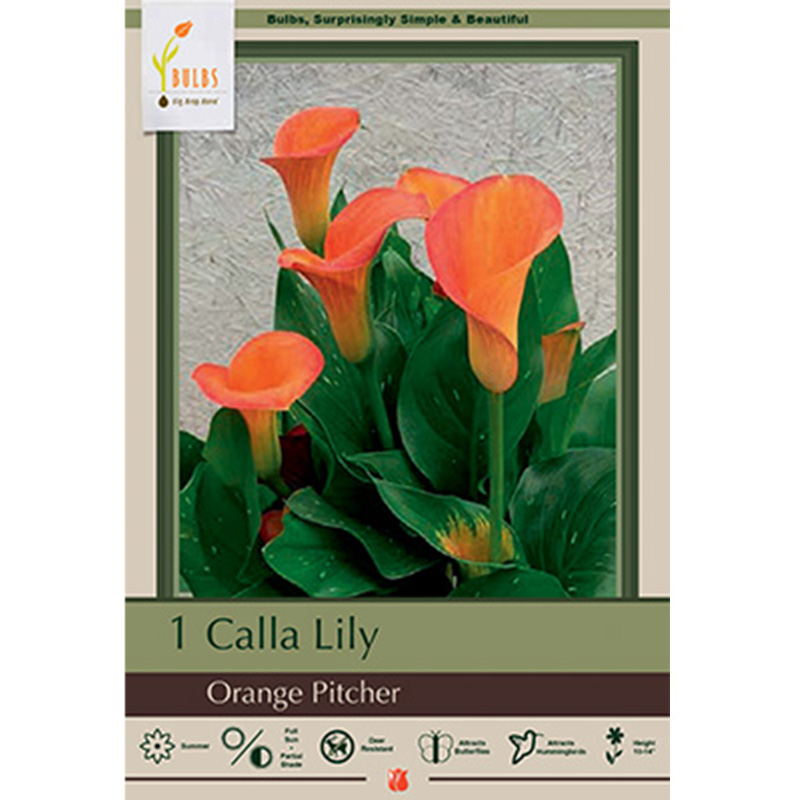 CALLA ORANGE PITCHER