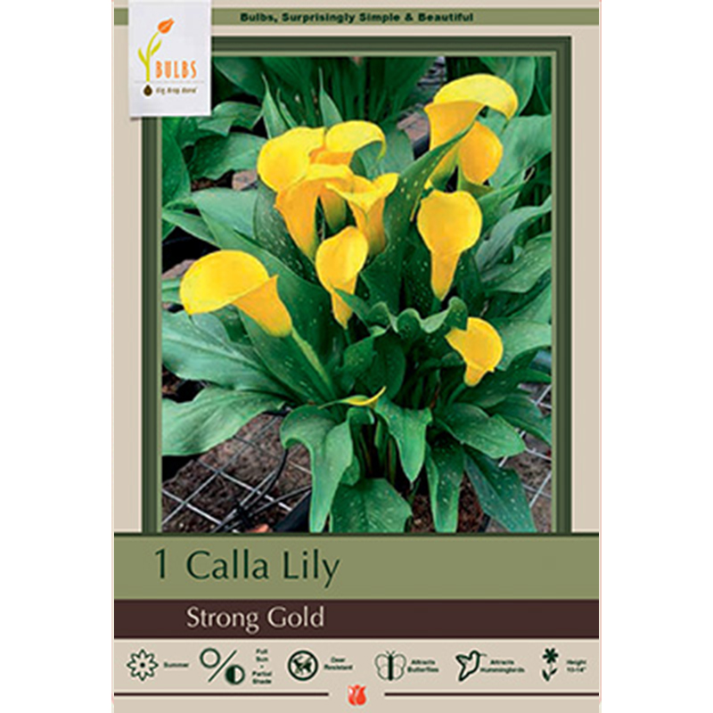 CALLA STRONG GOLD