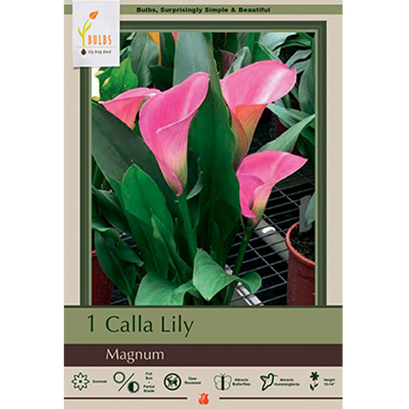 CALLA MAGNUM